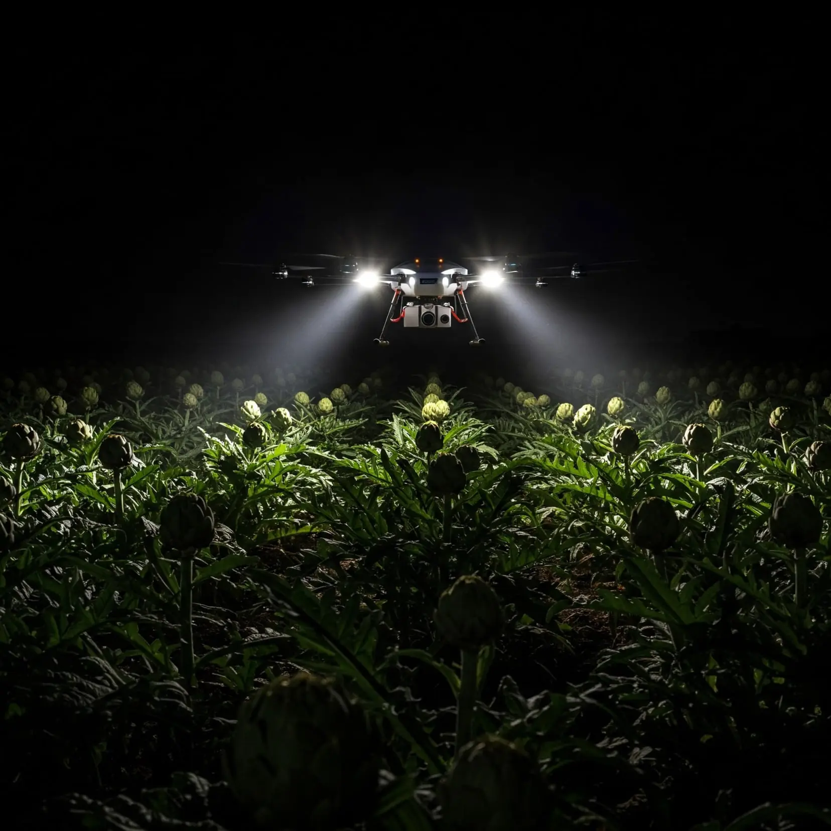 Drone raccolta di carciofi di notte